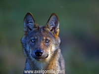 Wilder Wolf  Axel Gomille
