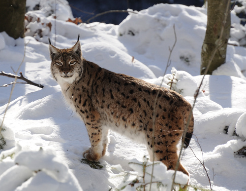 Luchs im Schnee mit seinen Erkennungsmerkmalen (Quelle: VDN/Christian Schmalhofer)