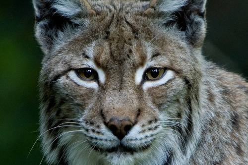 Luchs-Portrait (Quelle: Erich Marek)