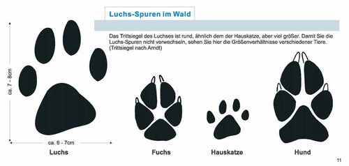 Nachweismoglichkeit Fur Den Eurasischen Luchs Seine Spur