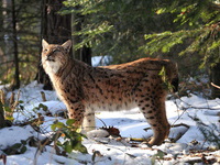 Der Luchs hat einen kurzen Schwanz mit dunkler Spitze - (Quelle: Erich Tomschi)