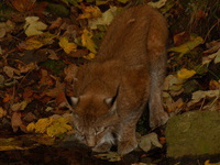 Nach Katzenart leckt der Luchs das Wasser beim Trinken mit der Zunge auf - (Quelle: Kai Triebel)