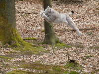 Mit einem Sprung strzt sich der Luchs auf seine Beute, dabei kommen auch die scharfen Krallen zum Einsatz - (Quelle: VDN/V. Sperling)