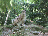 Mit seinem rtlichbraunen Fell mit dunklen Flecken ist der Luchs im Wald perfekt getarnt - (Quelle: VDN/Ullrich Kaiser) 