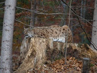 Groe Baumstmpfe dienen dem Luchs tagsber als Ruheplatz - (Quelle: VDN/Michael Kretschmann)