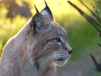 Den Luchs erkennt man besonders an seinen Pinselohren und dem Backenbart - (Quelle: VDN/Rosemarie Schieren)