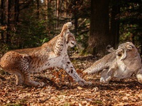 Revierkmpfe lassen sich hin und wieder in einem Wildpark beobachten - (Quelle: Stefan Betz)