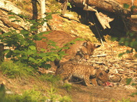 Die Luchsmutter vermittelt den Kleinen alles, was ein Luchs knnen und wissen muss - (Quelle: VDN/Rosemarie Zoglauer)