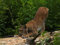 Der Luchs hat scharfe Krallen, die er einziehen kann - so wie unsere Hauskatze auch - (Quelle: VDN/A. von Dren)