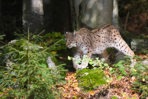 Luchs pirscht durch den Wald - (Quelle: Thomas Seidler)