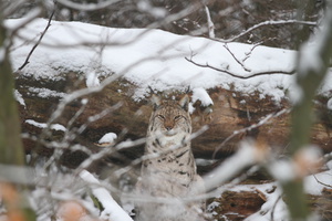 Luchs gut getarnt im Winterwald - (Quelle: Stefan Bchner)