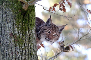 Luchs lugt hinter einem Baum hervor - (Quelle: VDN/Erich Tomschi)