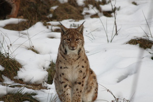 Luchs im Schnee - (Quelle: VDN/Christian Goestl)