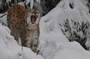 Rufender Luchs im Schnee - (Quelle: VDN/Meerdink)