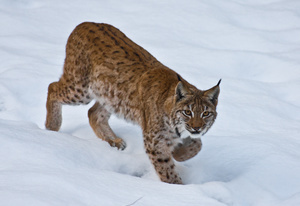 Luchs im Schnee - (Quelle: VDN/Peter Lindenmeir)