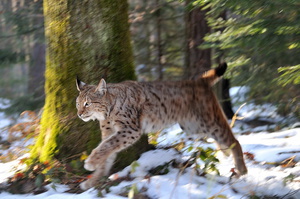 Luchs unterwegs in seinem Lebensraum - (Quelle: Erich Tomschi)