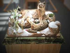 Das Luchs-Prparat zur Wanderausstellung  Luchs-Initiative Baden-Wrttemberg