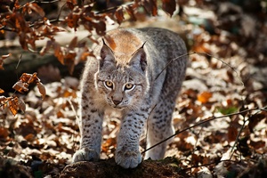 Der Luchs braucht waldreichen Lebensraum - (Quelle: Stefan Betz)