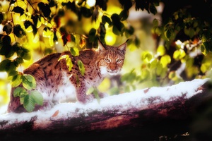 Luchs auf Baumstamm im Buchenwald - (Quelle: Stefan Betz)