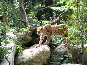 Luchs im Wald auf Felsen - (Quelle: VDN/Christine R. Sigl)