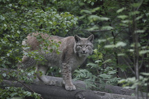 Luchs auf Baumstamm - (Quelle: VDN/A. von Dren)