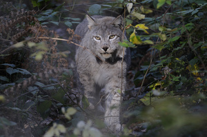 Luchs im Dickicht - (Quelle: VDN/Erich Tomschi)