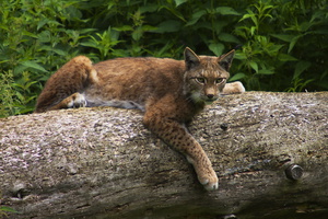 Luchs auf Baumstamm liegend - (Quelle: VDN/A. von Dren)