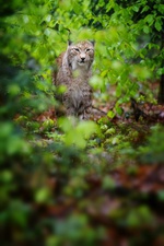 Luchs gut getarnt im Buchenwald - (Quelle: Stefan Betz)