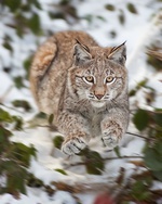 Luchs im Sprung - (Quelle: Stefan Betz)