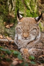 Ruhender Luchs (Quelle: Stefan Betz)