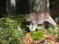 Luchs streift durch Laubwald (im Wildpark) - Foto: Thomas Seidler