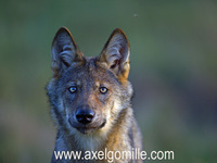 Wilder Wolf  © Axel Gomille
