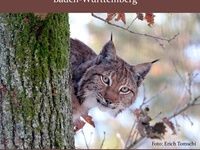 Poster der Luchs-Ausstellung im Naturschutzzentrum Eriskirch