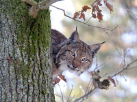 Der eurasische Luchs ist Thema des Vortrags  Erich Tomschi