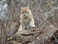 Luchs Viorel in seinem neuen Gehege im Zoo Karlsruhe  Timo Deible / Zoo Karlsruhe