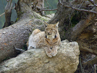 Der Luchs (Quelle: VDN/Manfred Sitter)